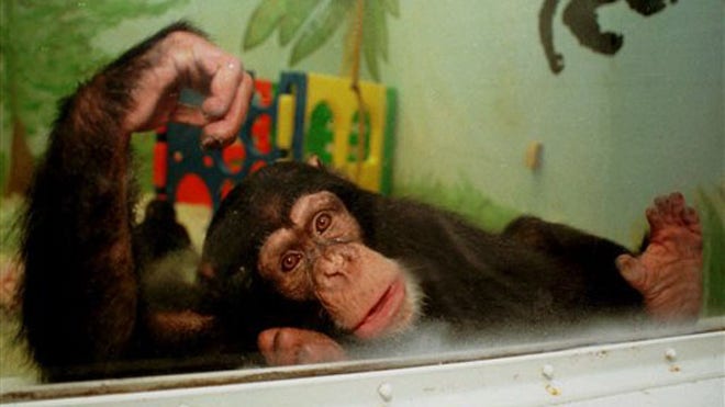 chimp 1.jpg